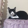 黒白mix♥♡甘えん坊ベタ慣れのねねちゃん サムネイル5