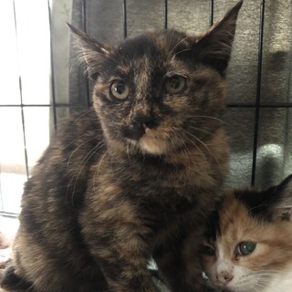 ありがとうございました★可愛いサビ猫キンちゃん