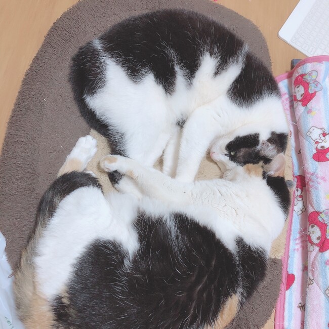 しゃんぷいのカバー写真