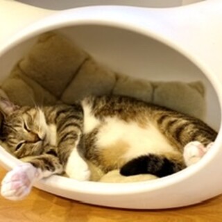 靴下をはいたもっちり猫