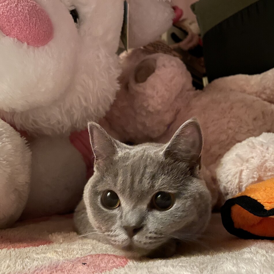 ベルのカバー写真