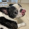 人懐っこい性格フレンチブルドッグの男の子です。 サムネイル2