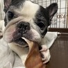 人懐っこい性格フレンチブルドッグの男の子です。 サムネイル5