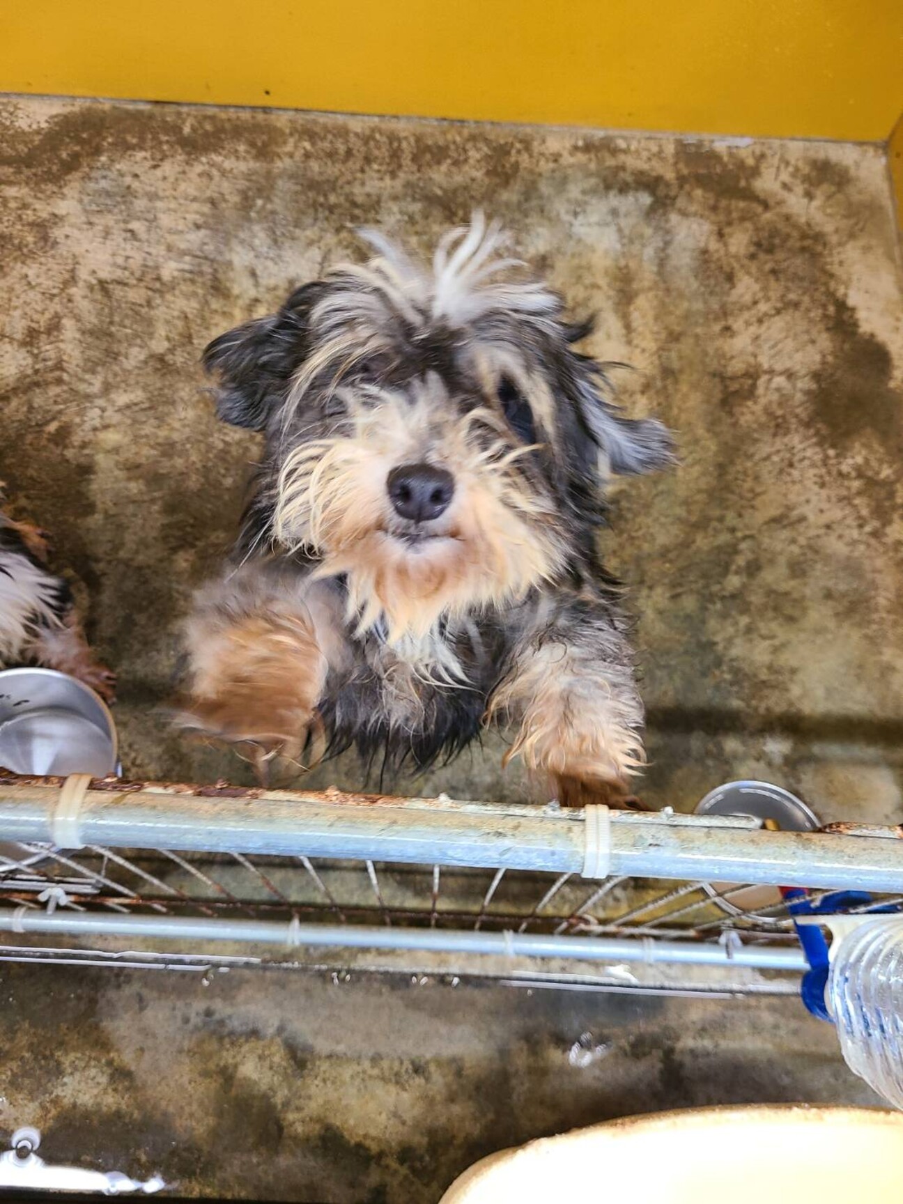 保護犬 シュナウザー 三重県 犬の里親募集 3952 ペットのおうち 月間利用者150万人