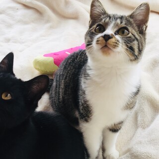募集を一時停止します♡ カンカン