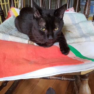 猫の里親募集中