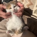 三毛猫ちゃん