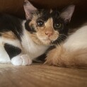 【小平市】本気の三毛猫！美人な水菜ちゃん