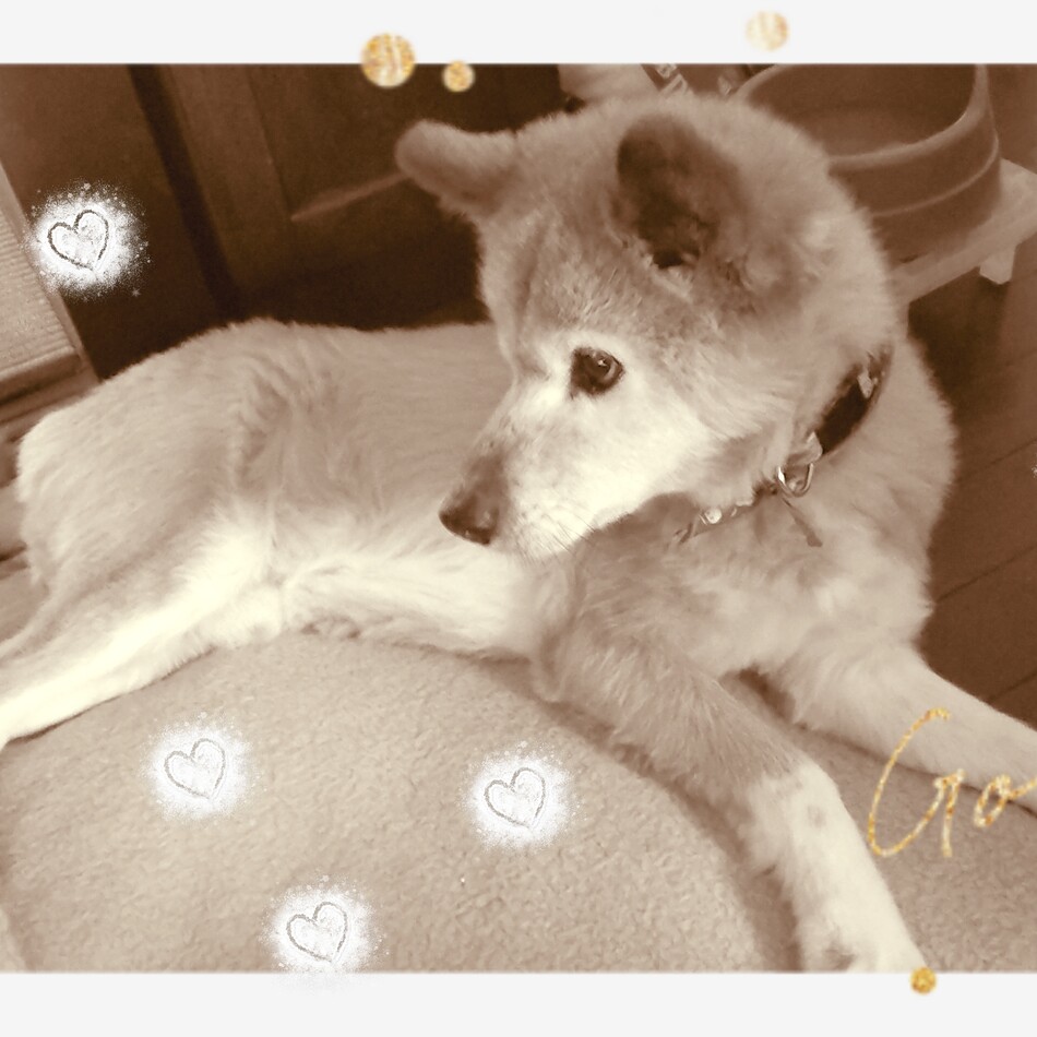 レオのカバー写真