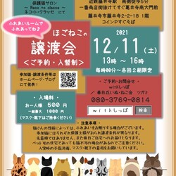 大阪藤井寺ほごねこの譲渡会
