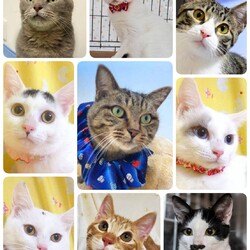 ねこざんまい譲渡会＠東日本橋 サムネイル2