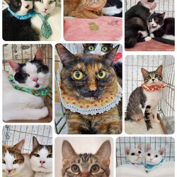 ねこざんまい譲渡会＠東日本橋 サムネイル3