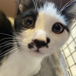 家族が出来ました!!黒白♂輝太郎くん♡