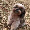 大人しくて可愛いシーズー♀