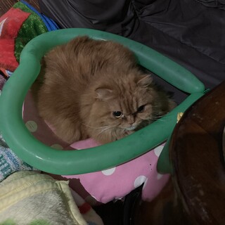 気づいたら横に座ってくる、かわいいコです。