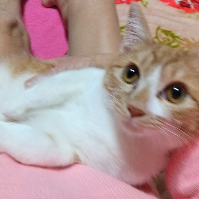 miko chanのカバー写真