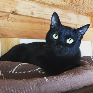 黒猫くんが伸び伸び暮らせるおうちさがし