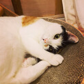 甘えん坊♡の三毛猫ミカちゃん