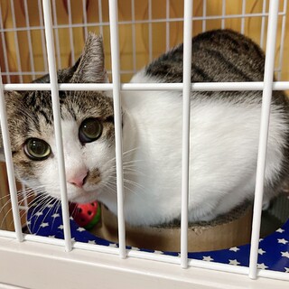 幸せになりたい！キジ白ちゃん♂