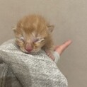 茶トラのミルク猫ちゃん(里親様決定しました)