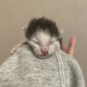 ミルク猫のほくろくん里親募集中