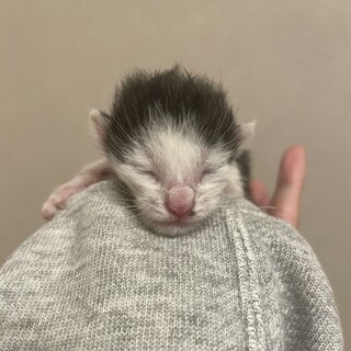 ミルク猫のほくろくん里親募集中