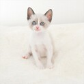 シャム風仔猫　パッタイちゃん 里親様募集