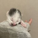 ミルク猫のちょびひげくん里親募集中