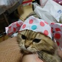 ブリード引退猫ちゃん