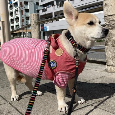 の写真