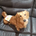 ✩.*˚里親募集① ワッフル4歳✩.*˚