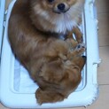 ✩.*˚里親募集 チワワのクッキー4歳✩.*˚