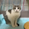 お目目ぱっちりキジ白美猫ちゃん♡