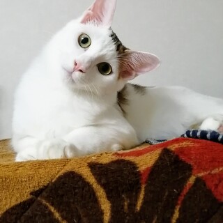 長毛ナデナデエンドレス☆ハクちゃん