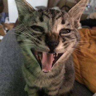 やんちゃなイケメン　ゴンちゃんです