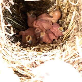 白文鳥の雛生まれました。