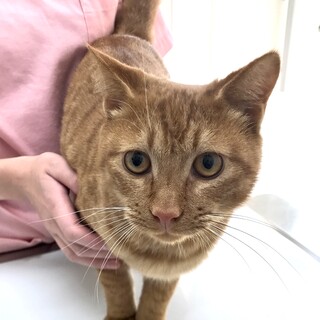 人が大好き！甘えん坊の茶トラのティーちゃん。