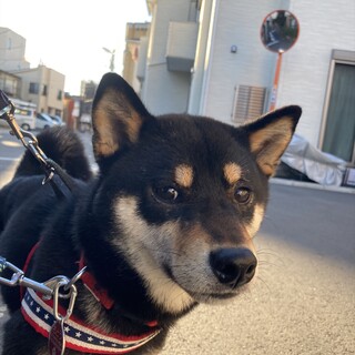 「ひみこ」女の子