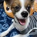 里親募集しています