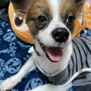 里親募集しています