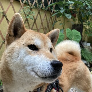 「いつか」女の子