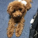 里親募集しています