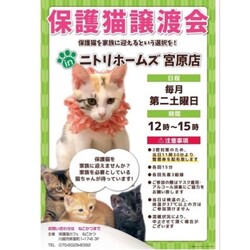 ねこかつ保護猫譲渡会