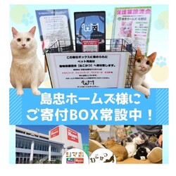 ねこかつ保護猫譲渡会 サムネイル2