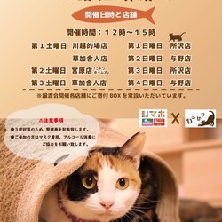 ねこかつ保護猫譲渡会 サムネイル3