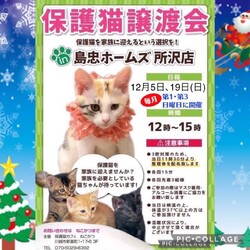 ねこかつ譲渡会in島忠ホームズ所沢店