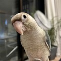 手乗りウロコインコ（ありがとうございました！）