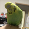 スモークサーモン