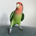 コザクラインコ（皆様、ありがとうございました）