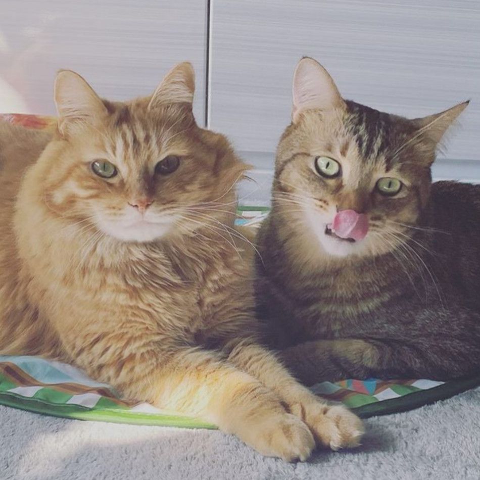 くじらのカバー写真